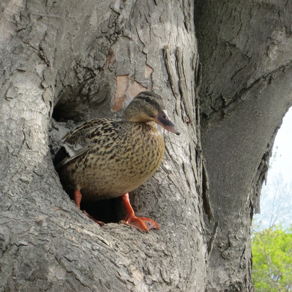 Meet your Posher, Michelle - Picture 3 of 4